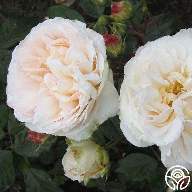 Gruss An Aachen - Image 3