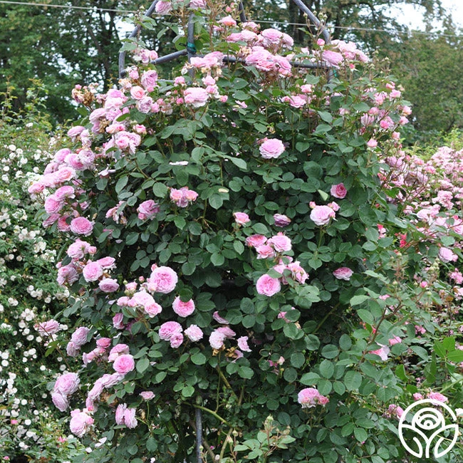 James Galway® - Image 6