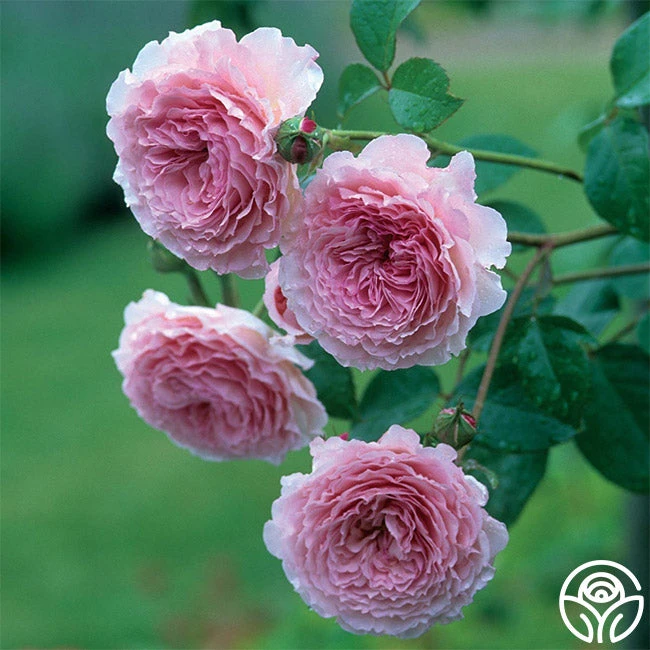 James Galway® - Image 2