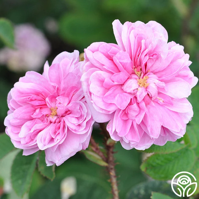 James Mitchell - Image 2