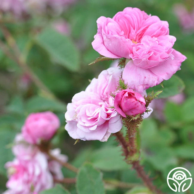 James Mitchell - Image 10