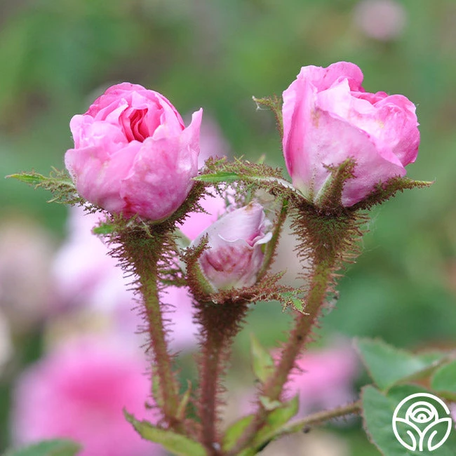 James Mitchell - Image 8