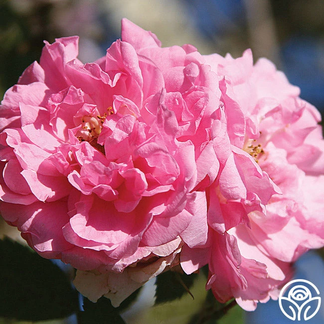 John Davis - Image 9