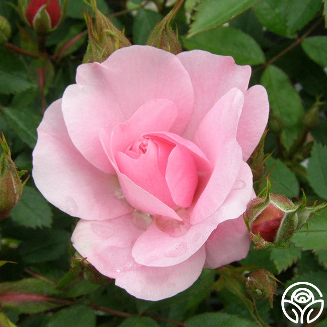 John Davis - Image 7