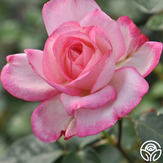 Kiss Of Desire - Image 2