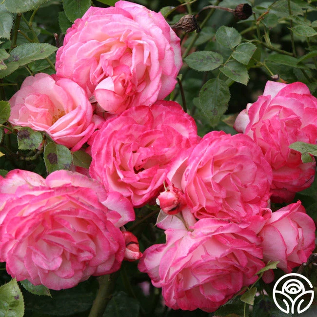 Kiss Of Desire - Image 3