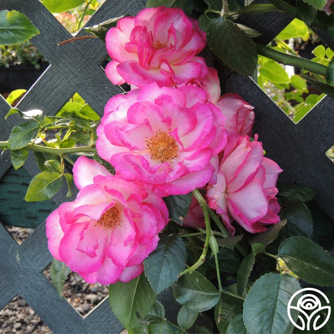 Kiss Of Desire - Image 4