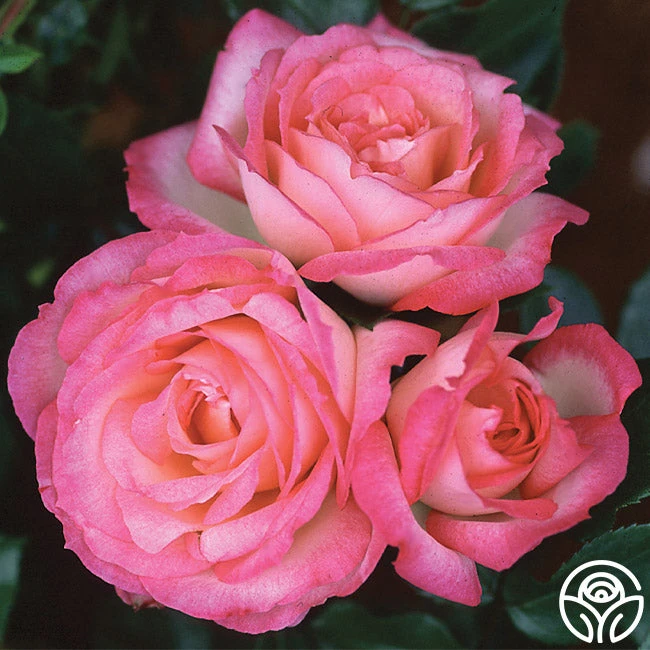 Kiss Of Desire - Image 5