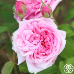 La Ville De Bruxelles