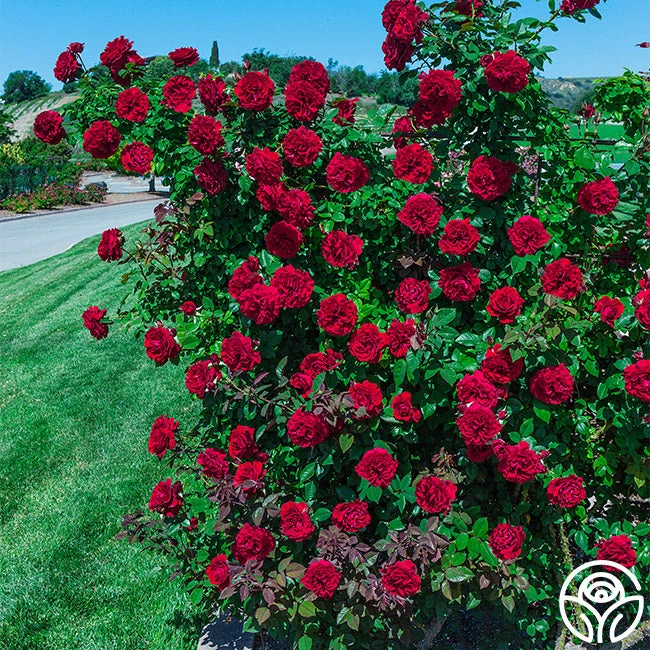 Lady In Red™ - Image 3