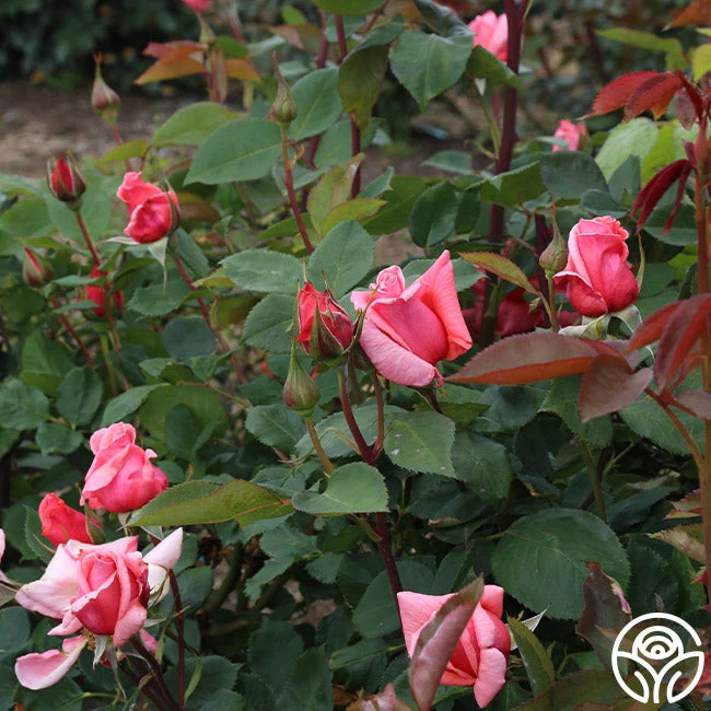 Leaping Salmon - Image 8