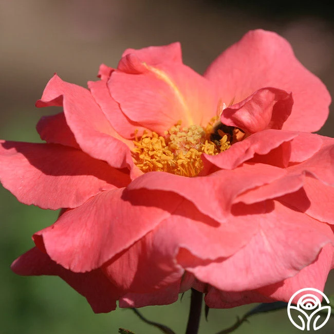 Leaping Salmon - Image 9