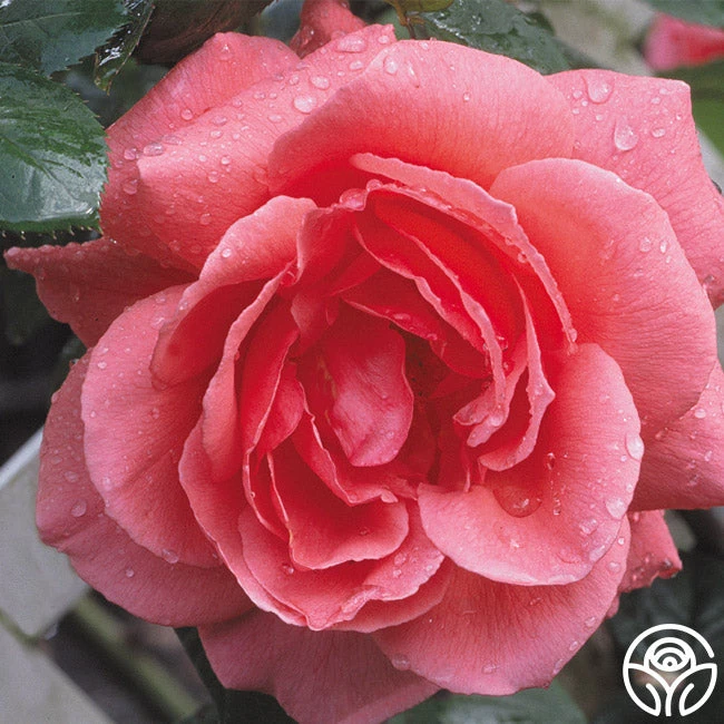 Leaping Salmon - Image 2