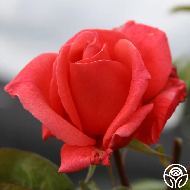 Leaping Salmon - Image 3