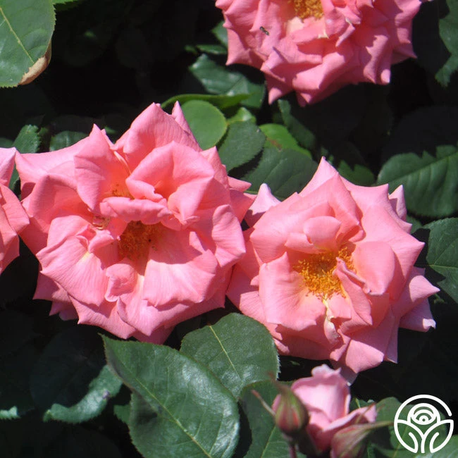 Leaping Salmon - Image 4