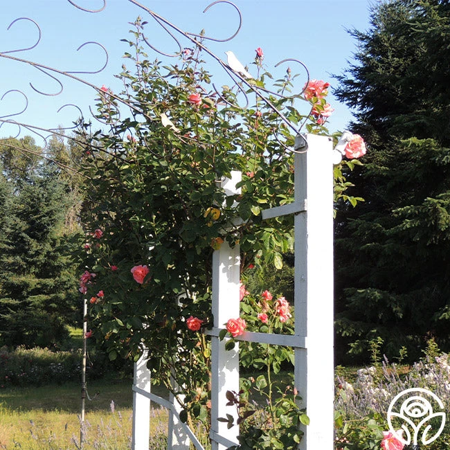 Leaping Salmon - Image 7