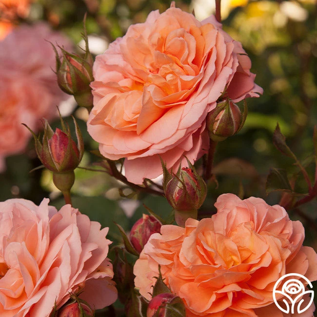 Louise Clements™ - Image 5