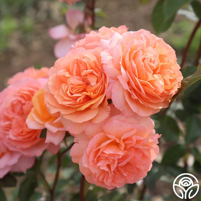 Louise Clements™ - Image 11