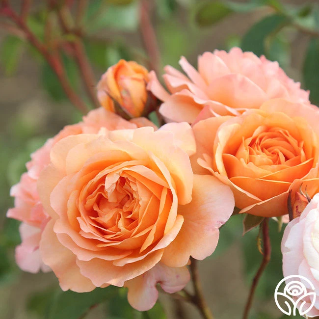 Louise Clements™ - Image 12