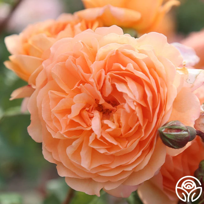 Louise Clements™ - Image 7