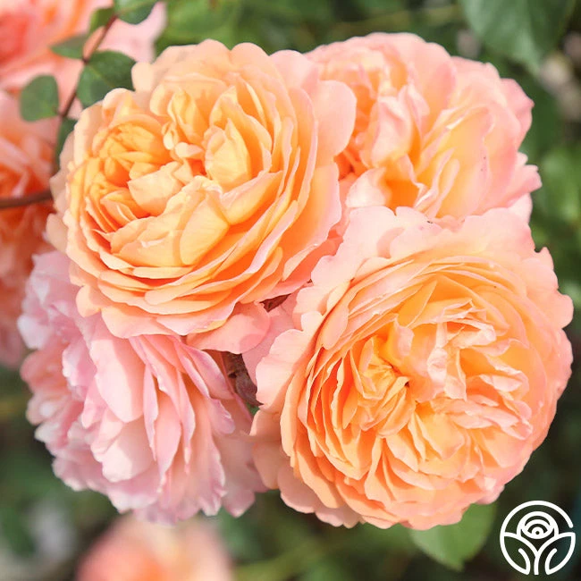 Louise Clements™ - Image 13