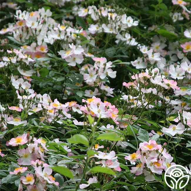 Lyda Rose™ - Image 3