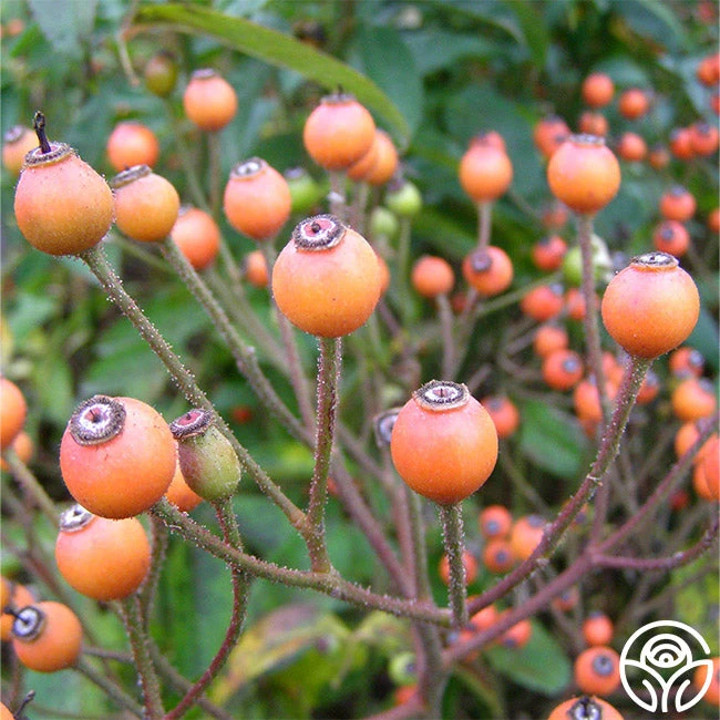 Lyda Rose™ - Image 4