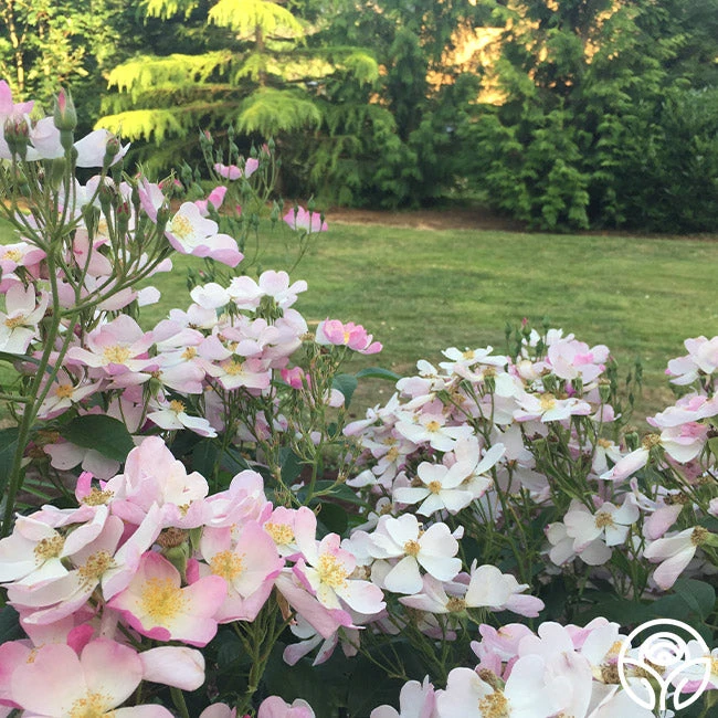 Lyda Rose™ - Image 5