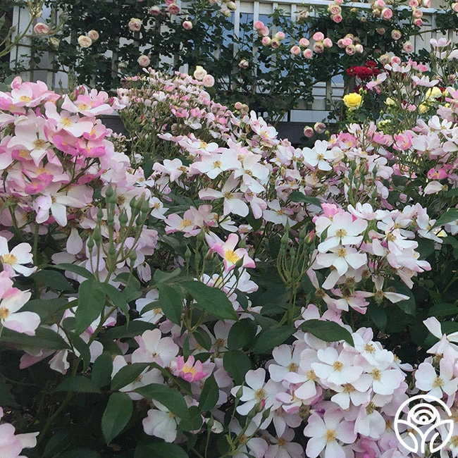 Lyda Rose™ - Image 7