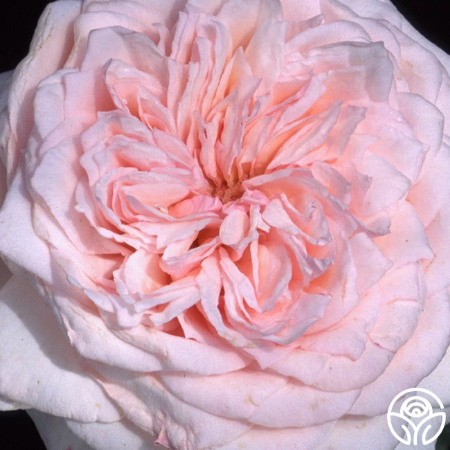 Magnificent Perfume™ - Image 3