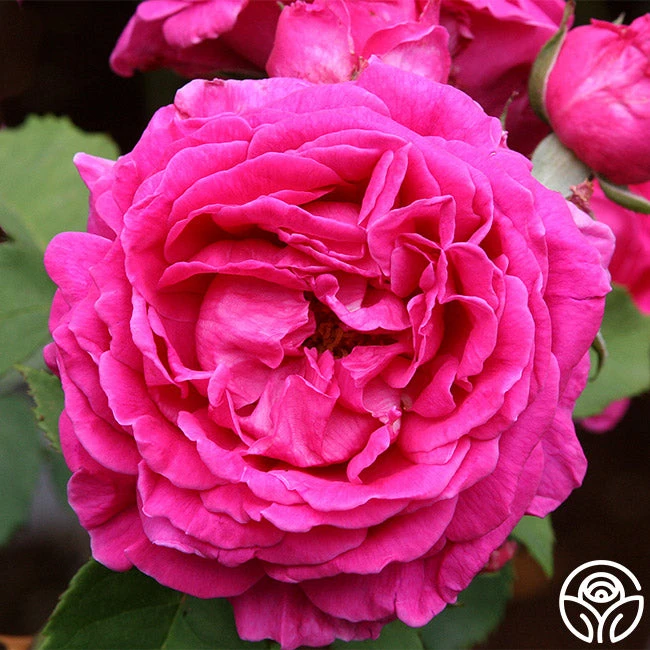 Mme Isaac Pereire - Image 2