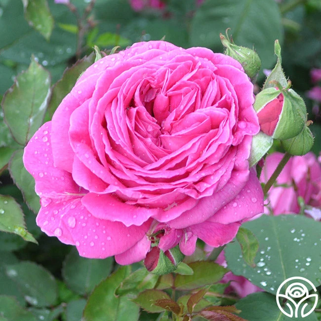 Mme Isaac Pereire - Image 4