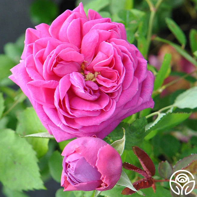 Mme Isaac Pereire - Image 6