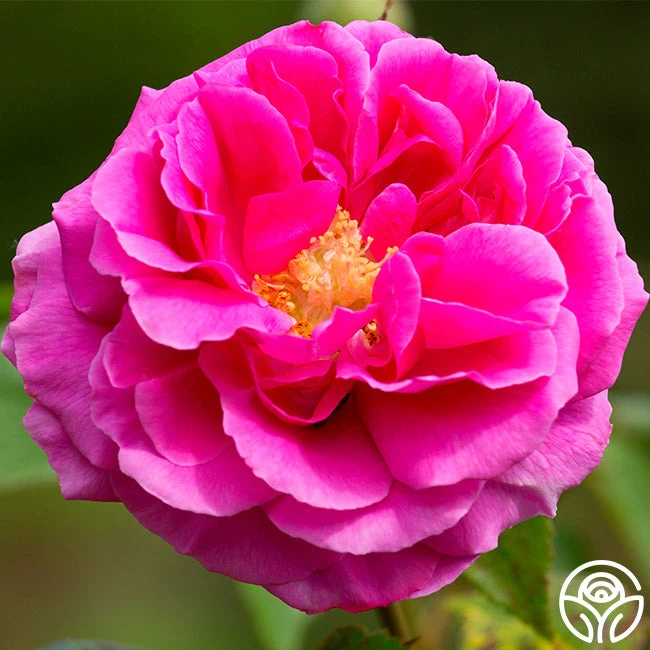 Mme Isaac Pereire - Image 7