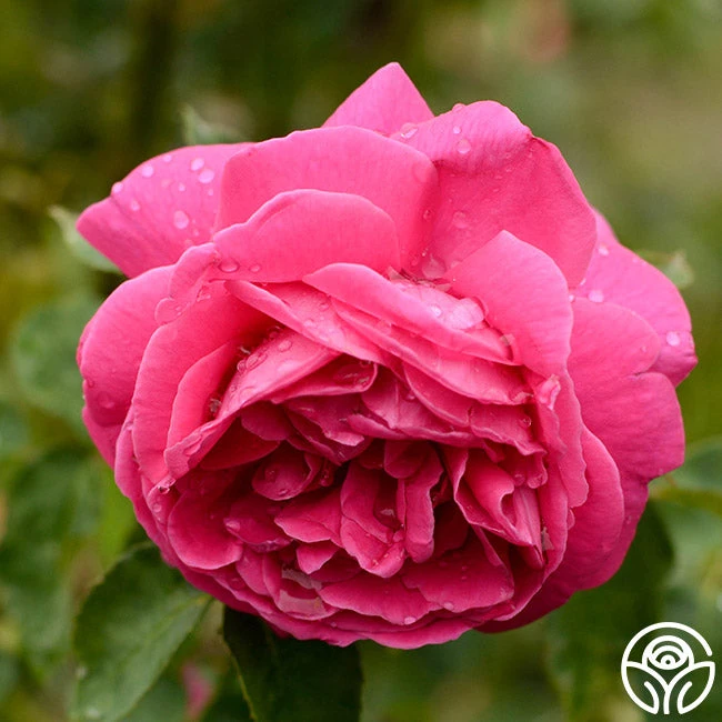 Mme Isaac Pereire - Image 5