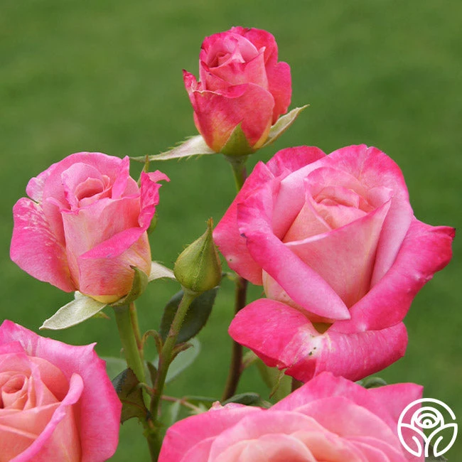 Muzi-Lucia - Image 5