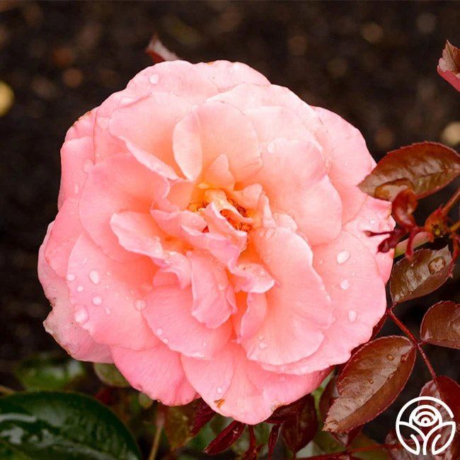 Paddy Stephans - Image 2