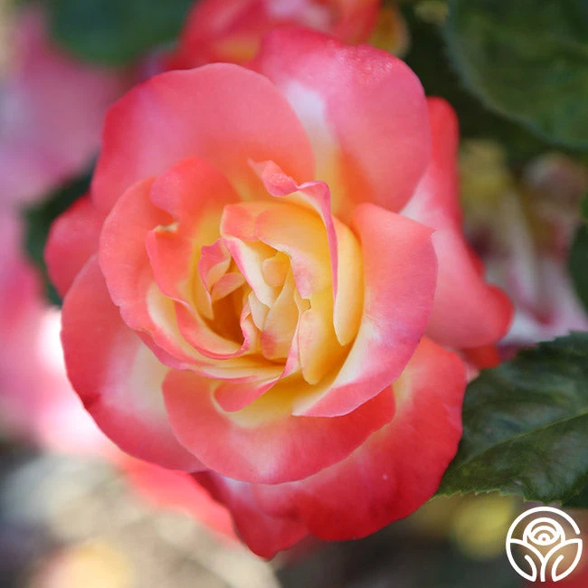 Painted Moon - Image 8