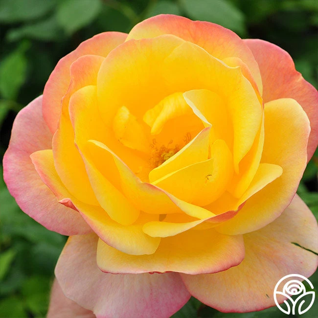 Painted Moon - Image 7