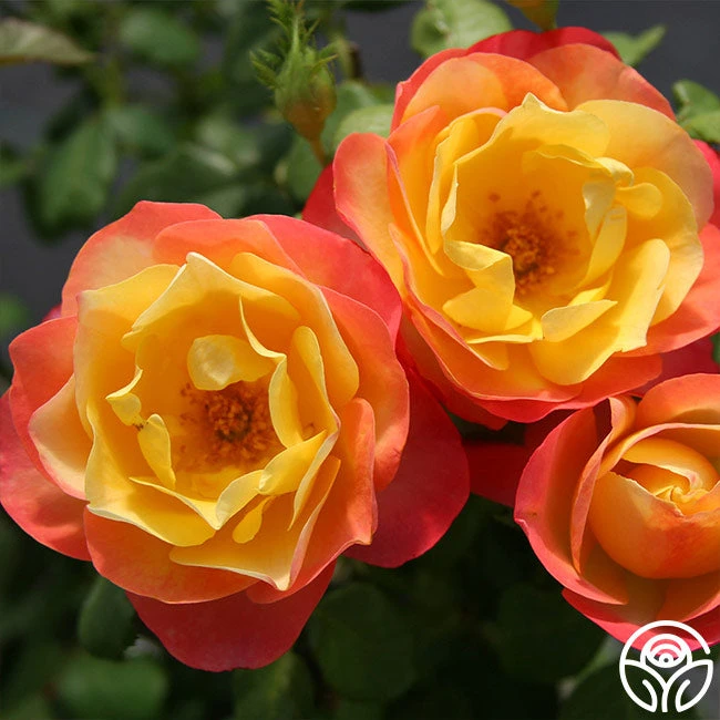 Painted Moon - Image 5