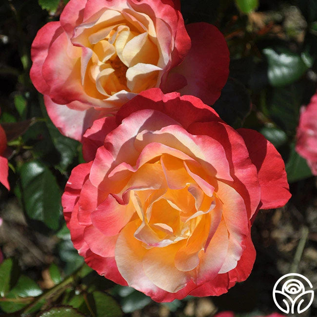 Painted Moon - Image 6