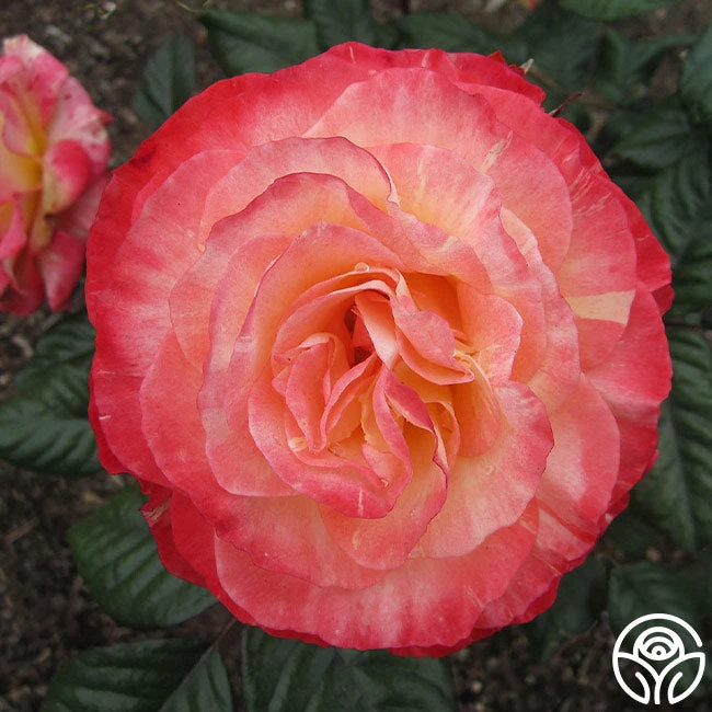 Painted Moon - Image 3