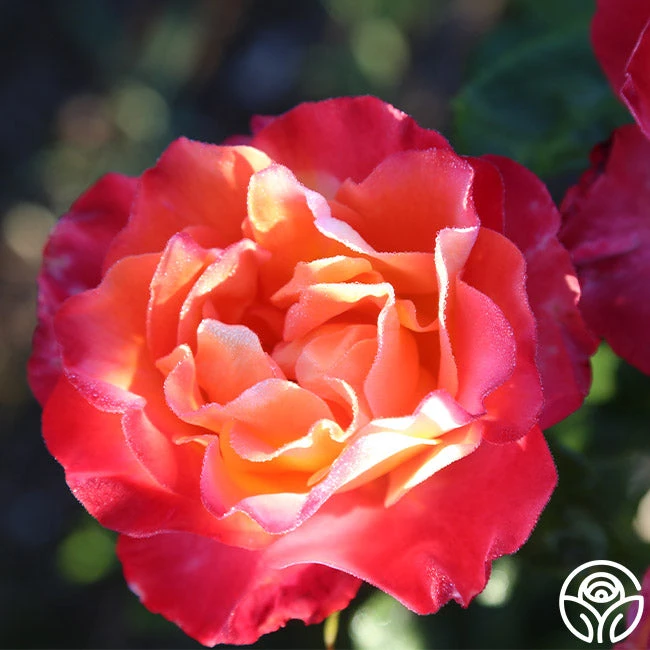 Painted Moon - Image 9