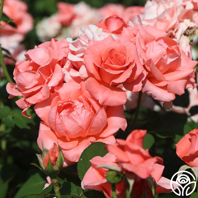 Paris De Yves St. Laurent ™ - Image 9