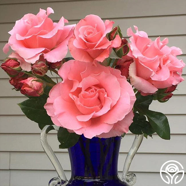 Paris De Yves St. Laurent ™ - Image 10