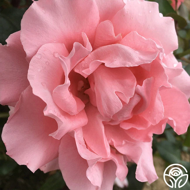 Paris De Yves St. Laurent ™ - Image 4