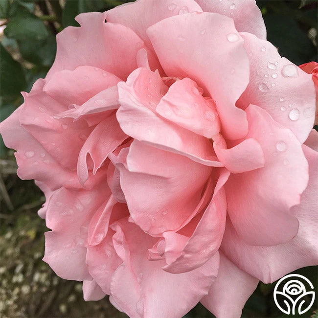 Paris De Yves St. Laurent ™ - Image 6