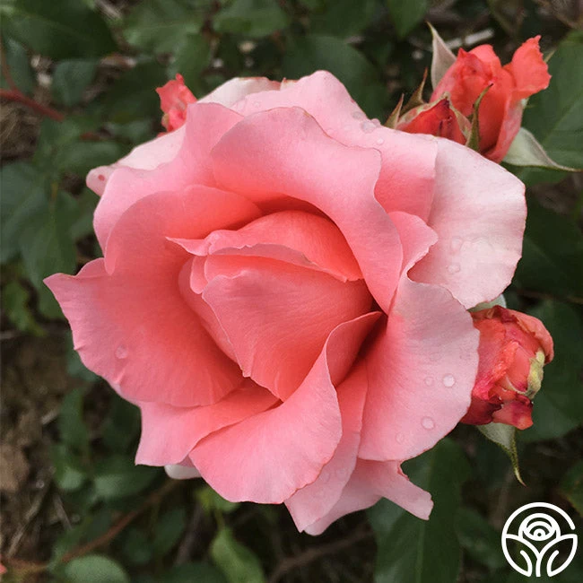 Paris De Yves St. Laurent ™ - Image 12