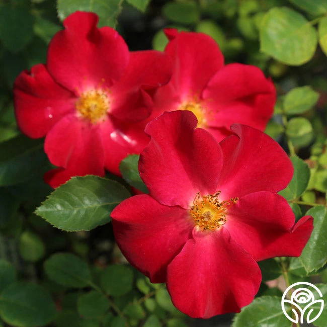 Peter Beales™ - Image 2