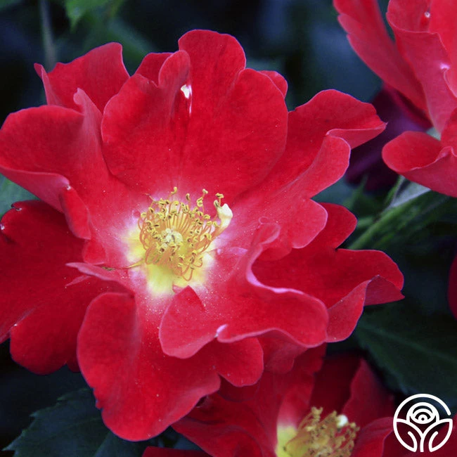 Peter Beales™ - Image 3